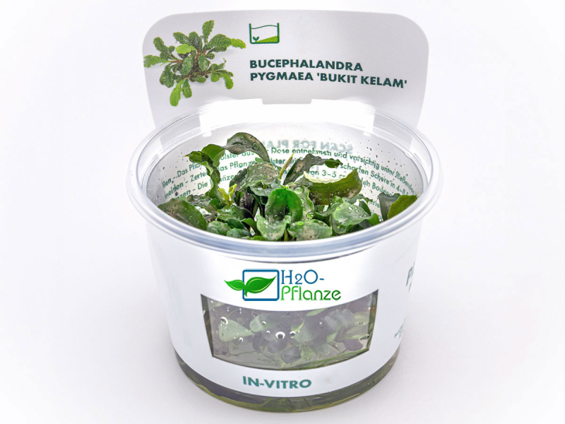 Preview: Welliges Blatt - Bucephalandra pygmaea ´Bukit Kelam´ in vitro